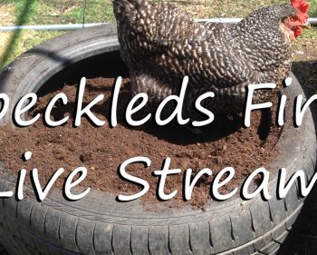 Speckled’s First Live Stream