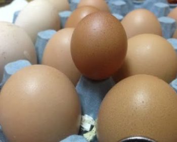 Tales From The Coop – Egg Time 🐣 2020-06-30