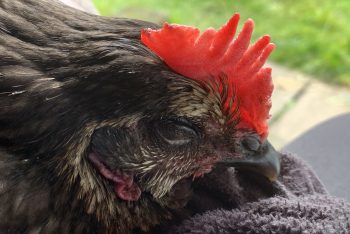 Tales From The Coop 🐣 2020-05-29