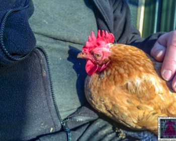 Tales From The Coop: Tikka’s Street Cred