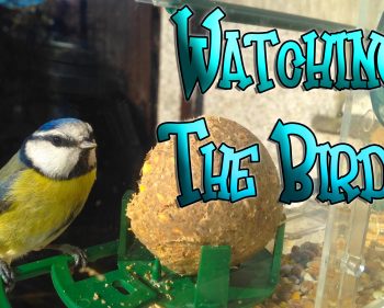 Watching The Birds