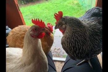 Join My Chickens In The Garden For A Big Thank You From All Of Us 🐣 2022-10-25