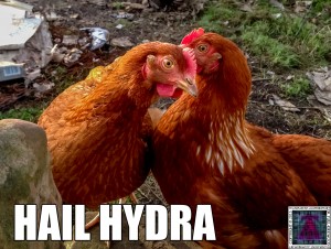 Hail Hydra I know my Chickens where up to something!
